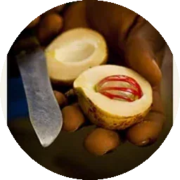 جوزة الطيب