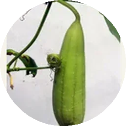 الخيار