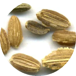 بذور الجزر
