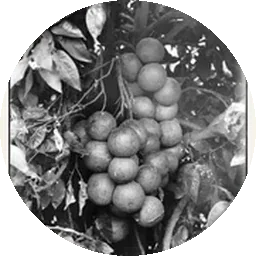 زهر الجريب فروت