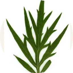 الشيح
