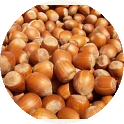 البندق