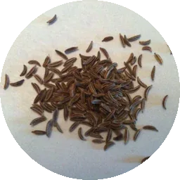 الكراوية